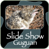 Guguan slide show