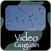Guguan Video